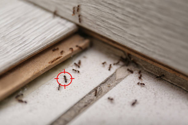 Best Local Pest Control Services  in Brooktrails, CA