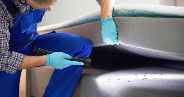 Best Wasp Removal Services  in Brooktrails, CA