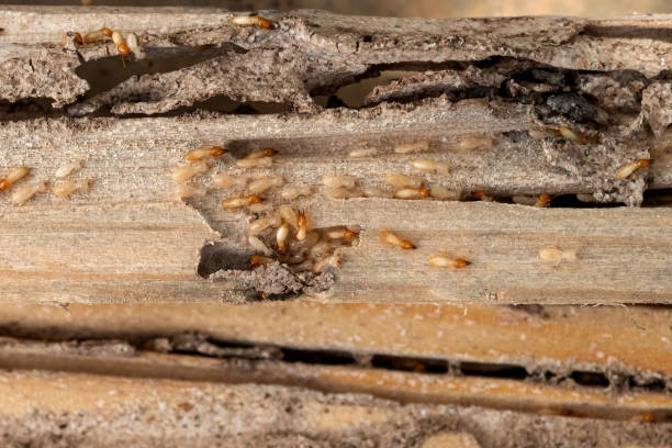 Best Flea Control Services  in Brooktrails, CA