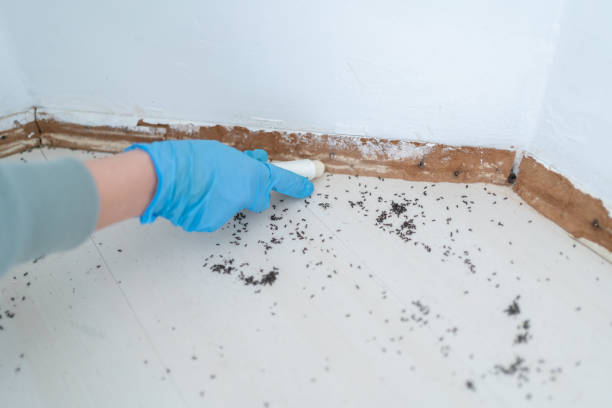 Best Rat Extermination Near Me  in Brooktrails, CA